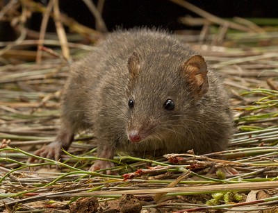 Dusky antechinus